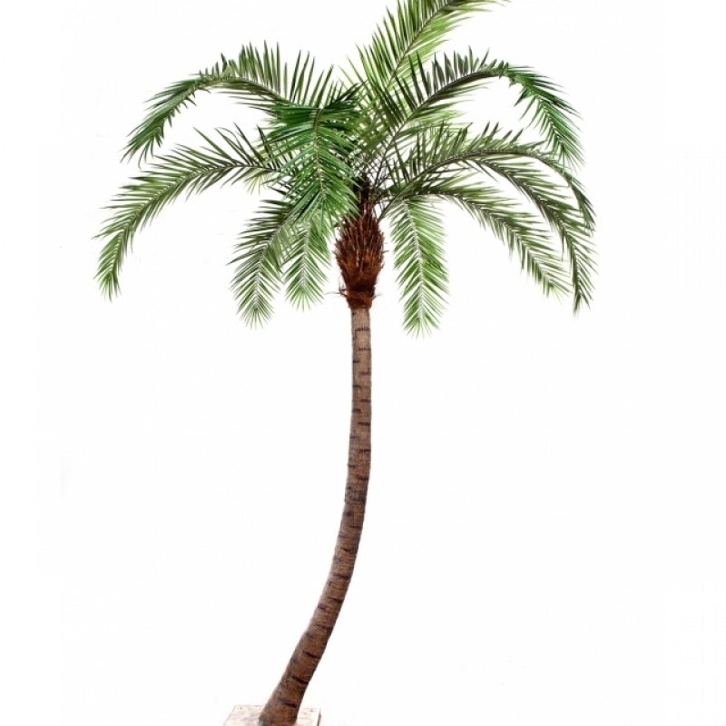 11' PHOENIX CURVED PALM 330-390 cm
