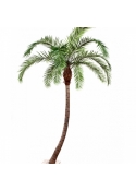 11' PHOENIX CURVED PALM 330-390 cm