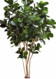 14' Fiddle Leaf Giant Nitida Tree 420 cm