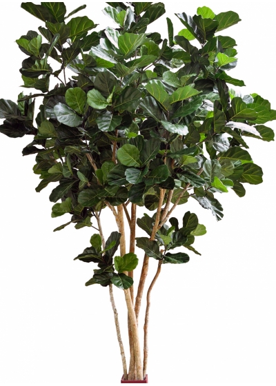14' Fiddle Leaf Giant Nitida Tree 420 cm