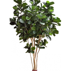 14' Fiddle Leaf Giant Nitida Tree 420 cm
