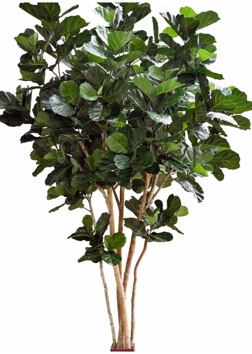 14' Fiddle Leaf Giant Nitida Tree 420 cm