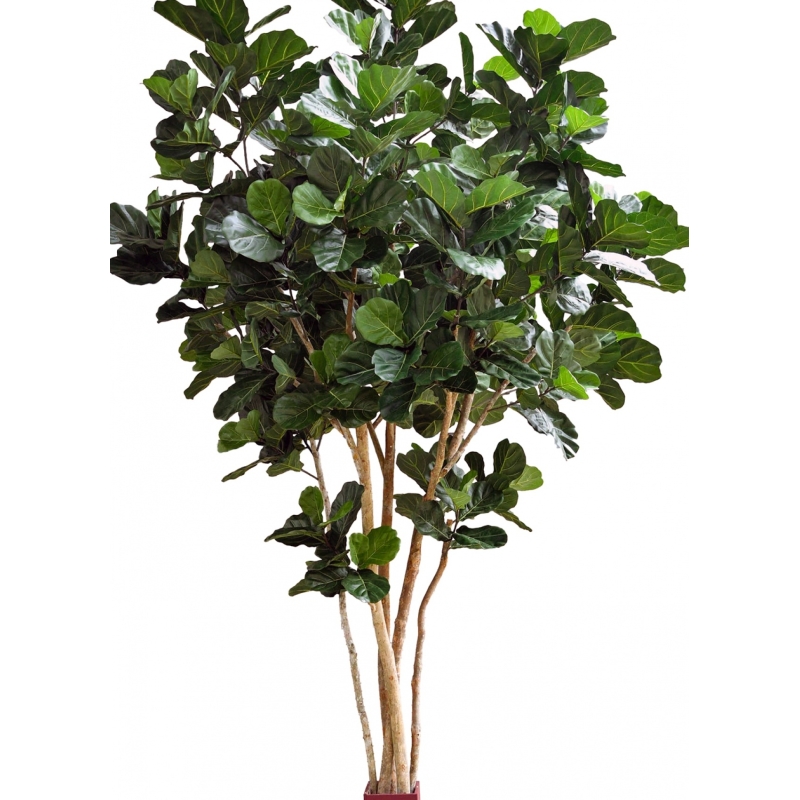 14' Fiddle Leaf Giant Nitida Tree 420 cm
