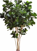 14' Fiddle Leaf Giant Nitida Tree 420 cm