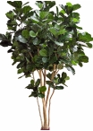 14' Fiddle Leaf Giant Nitida Tree 420 cm