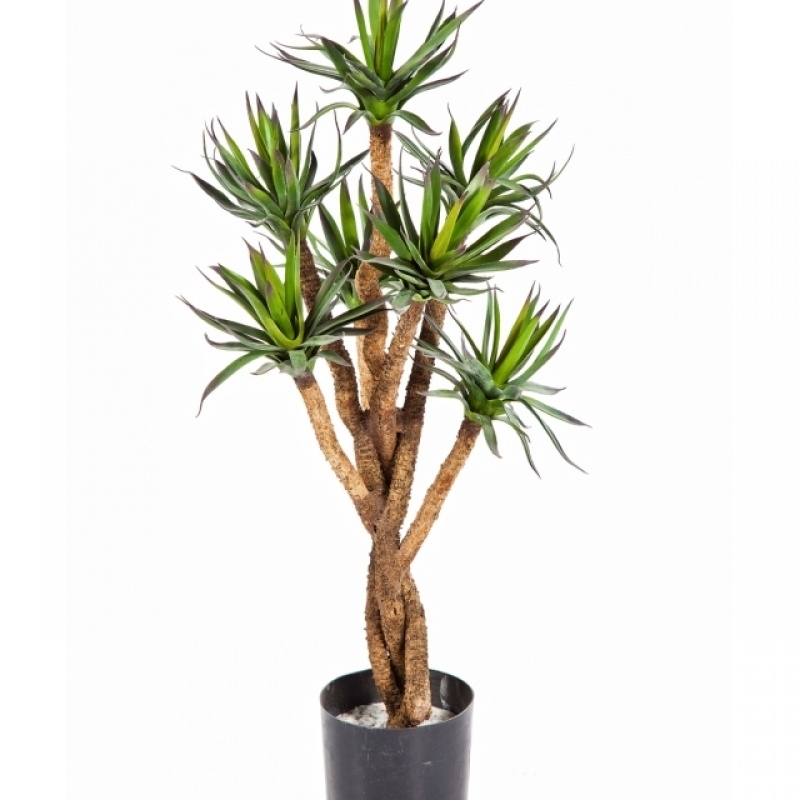 2' AGAVE TREE 70 cm