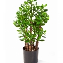 2\' CRASSULA OVATA 60 cm