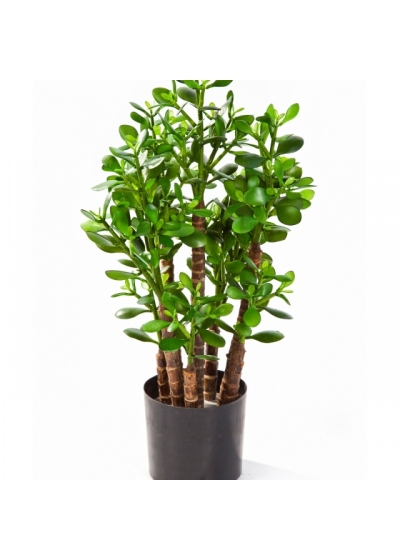2' CRASSULA OVATA 60 cm