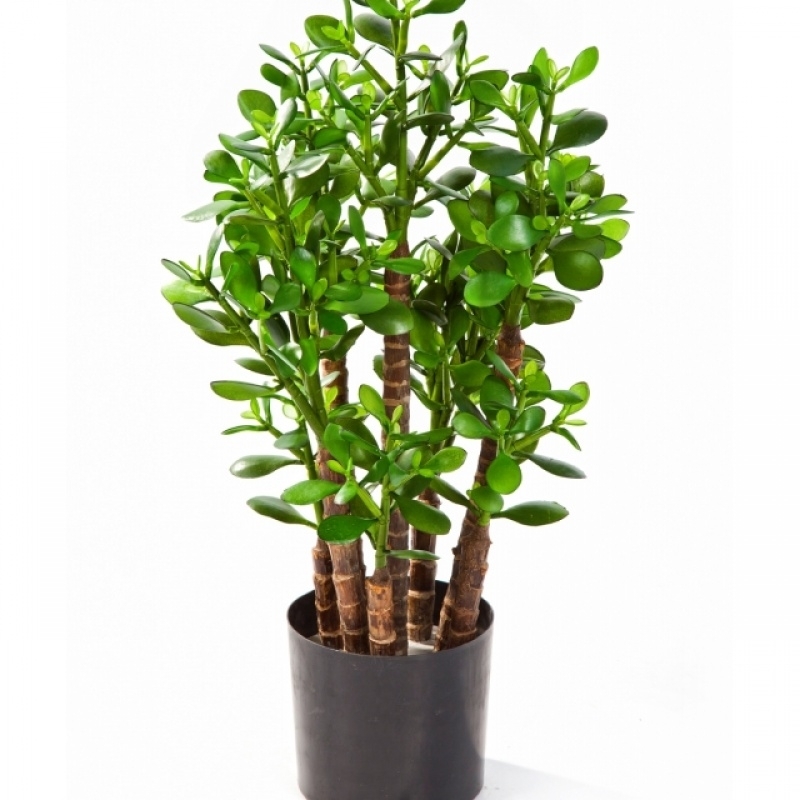 2' CRASSULA OVATA 60 cm
