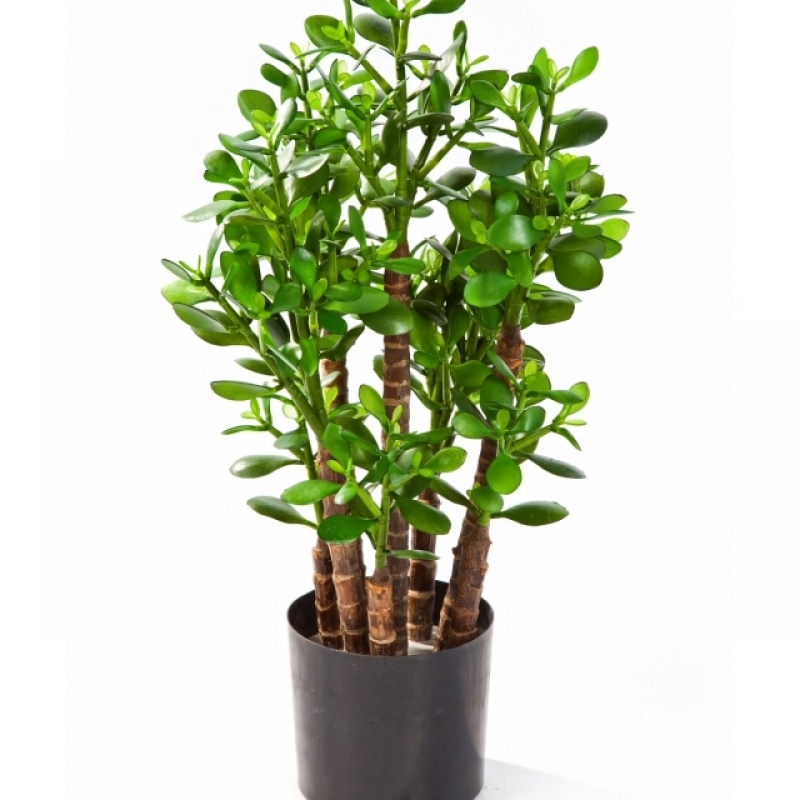 2' CRASSULA OVATA 60 cm