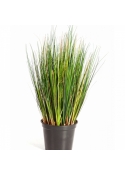 2' Foxtail Grass 60 cm