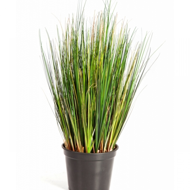 2' Foxtail Grass 60 cm