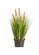 2' Foxtail Grass w/Brown Flowers 60-180 cm