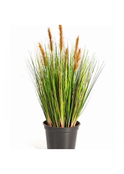 2' Foxtail Grass w/Brown Flowers 60-180 cm