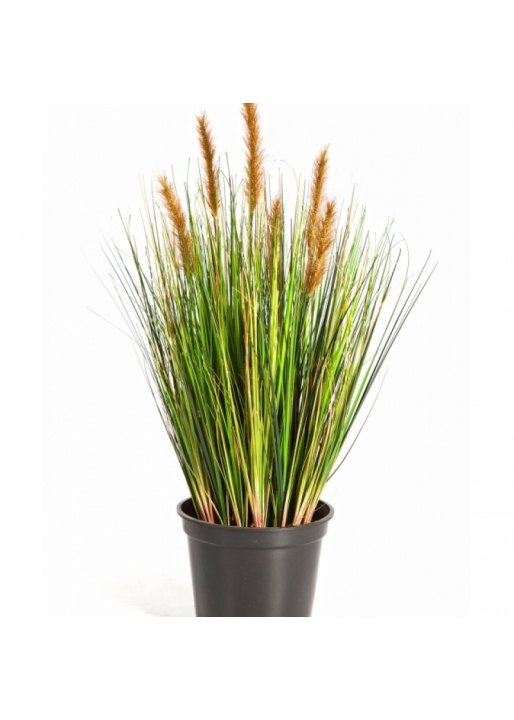 2' Foxtail Grass w/Brown Flowers 60-180 cm