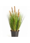 2' Foxtail Grass w/Brown Flowers 60-180 cm