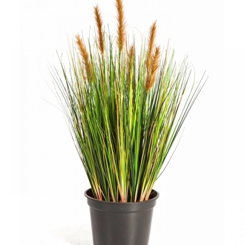 2' Foxtail Grass w/Brown Flowers 60-180 cm