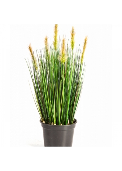 2' Foxtail Grass w/Green Flowers 60-180 cm