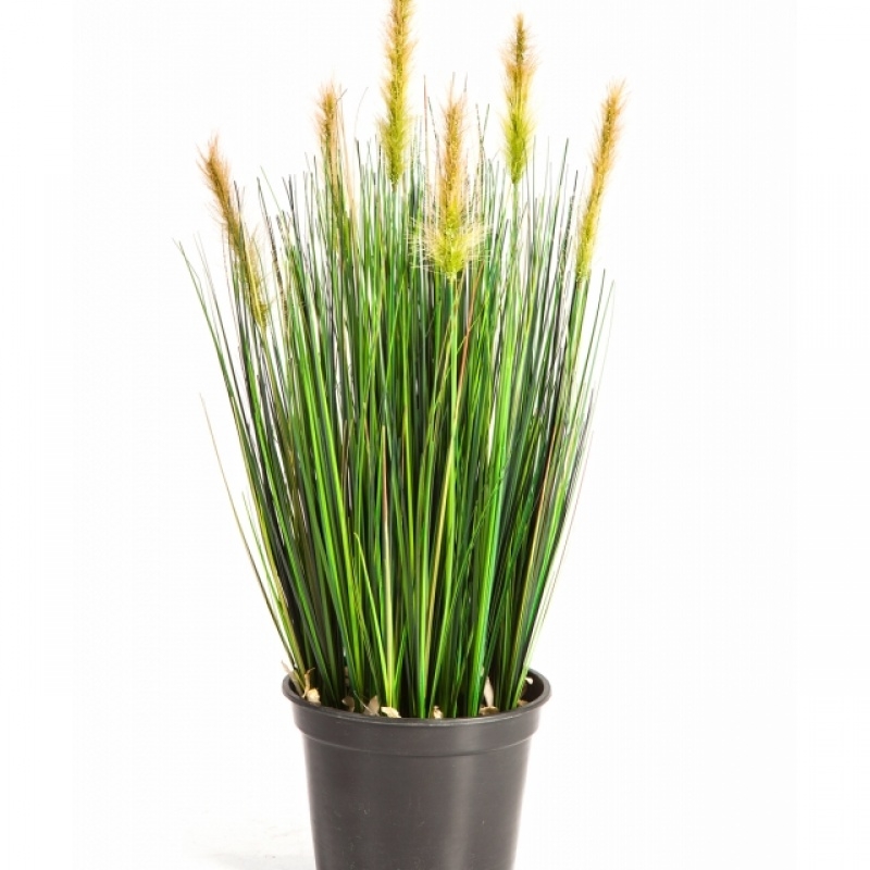 2' Foxtail Grass w/Green Flowers 60-180 cm