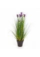 2' Lavender Grass 60-120 cm