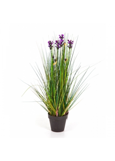 2' Lavender Grass 60-120 cm