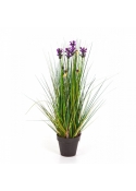 2' Lavender Grass 60-120 cm