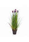 2' Lavender Grass 60-120 cm