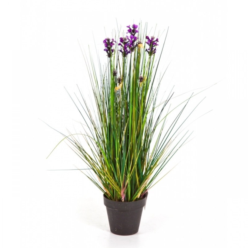 2' Lavender Grass 60-120 cm