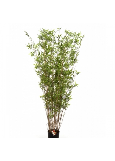 2' ORIENTAL BAMBOO TREE 70-220 cm