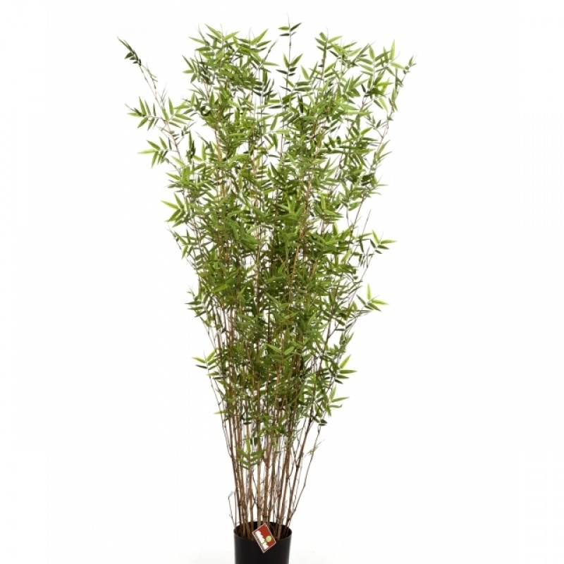2' ORIENTAL BAMBOO TREE 70-220 cm