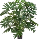 2\' Philodendron Bush x 6 60-125 cm