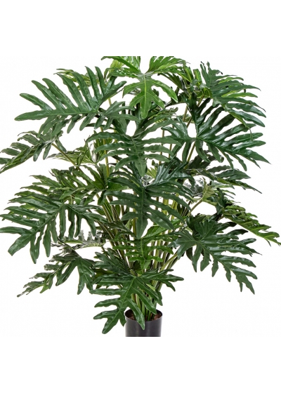 2' Philodendron Bush x 6 60-125 cm