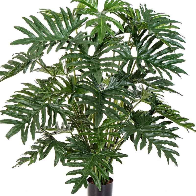 2' Philodendron Bush x 6 60-125 cm
