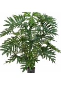 2' Philodendron Bush x 6 60-125 cm