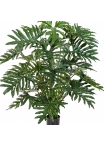 2' Philodendron Bush x 6 60-125 cm