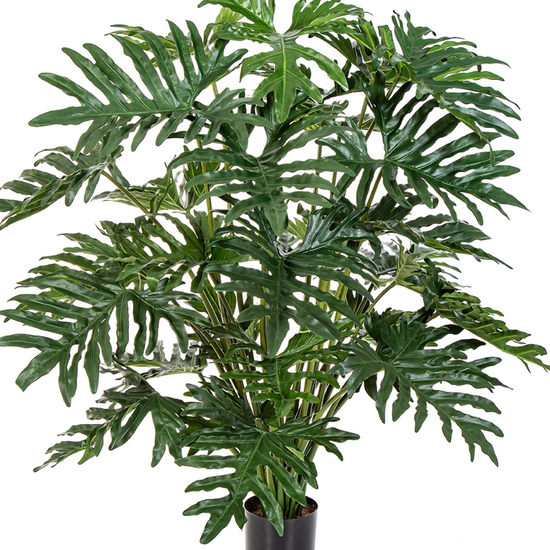 2' Philodendron Bush x 6 60-125 cm