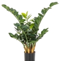 2\' Smaragd Zamio Plant 66-90 cm
