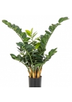 2' Smaragd Zamio Plant 66-90 cm