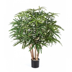 3' ARALIA BUSH TREE 85-115 cm