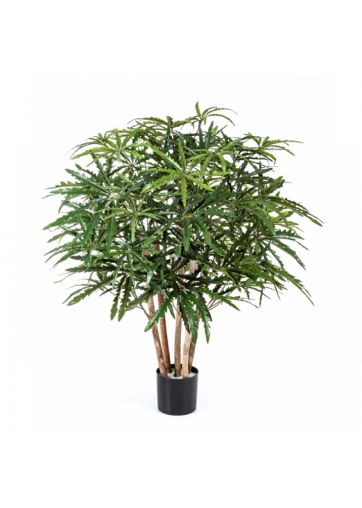 3' ARALIA BUSH TREE 85-115 cm