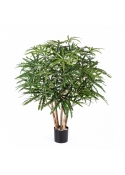 3' ARALIA BUSH TREE 85-115 cm