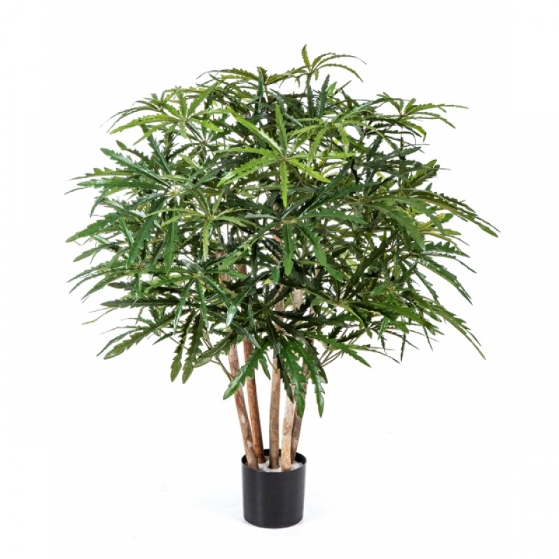 3' ARALIA BUSH TREE 85-115 cm