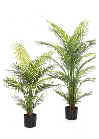 3' Arecapalm Nitida - UV 90-120 cm