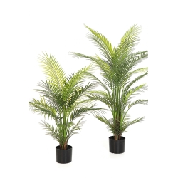 3' Arecapalm Nitida - UV 90-120 cm