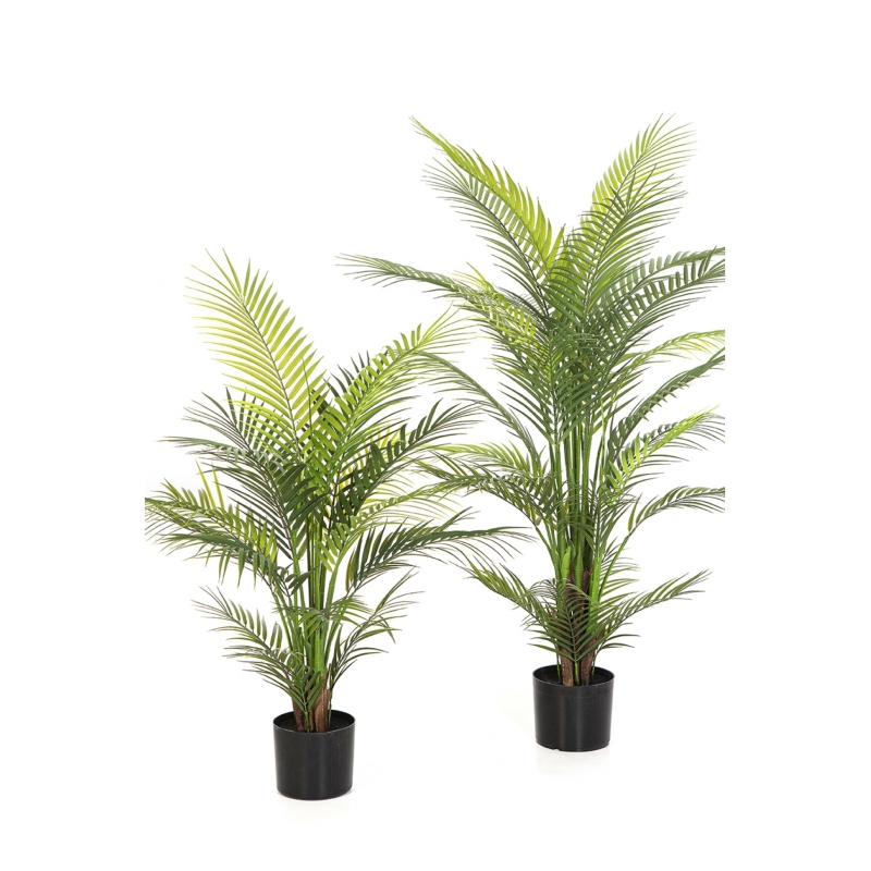 3' Arecapalm Nitida - UV 90-120 cm