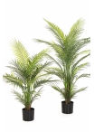 3' Arecapalm Nitida - UV 90-120 cm