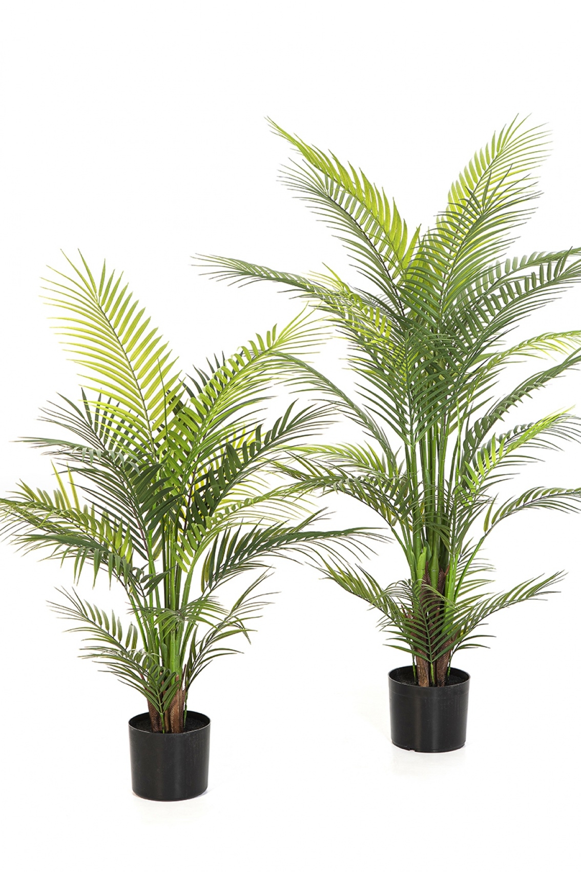 3' Arecapalm Nitida - UV 90-120 cm