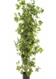 3' CISSUS PLANT 100-160 cm