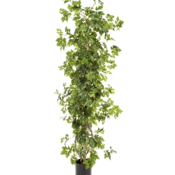 3' CISSUS PLANT 100-160 cm