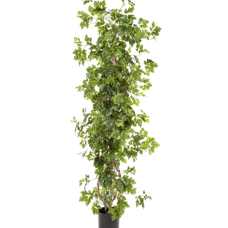 3' CISSUS PLANT 100-160 cm